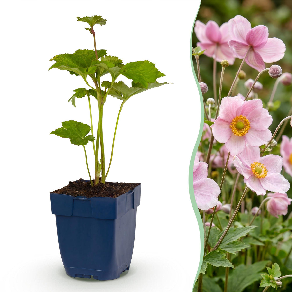 Anémone du Japon Reine Charlotte - H 15-25 cm, pot Ø11 cm
