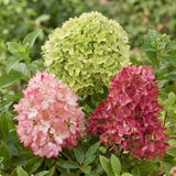 Green boutiQ - Planta de Jardim - Hydrangea panniculata Groundbreaker Blush - Greeny - Ruby - Hortênsia Paniculada - Compacta - Rosa-Verde-Vermelho - 3 Plantas - Vaso 14cm - Altura 20-25cm