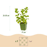 Kit de vivaces aromatiques à tisane - 8 plants pour 1 m² - H 25 cm, pot Ø11 cm