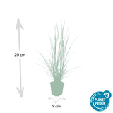 Pennisetum Hameln en godet - Herbe aux écouvillons - H 10-25 cm, pot Ø9 cm - photo 3