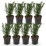 Kit haie If commun - H 20-30 cm, pot Ø9 cm