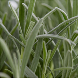 Lavande vraie en godet - Lavandula angustifolia - 72 plants