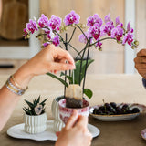 Orchidée Phalaenopsis rose et violette Diamond El Salvador avec cache-pot Horizon blanc - H 40 cm, pot Ø9 cm
