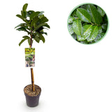 Laurier-cerise Etna sur tige - Prunus laurocerasus - H 90 cm, pot Ø19 cm