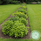Kit de vivaces aromatiques à tisane - 24 plants pour 3 m² - H 25 cm, pot Ø11 cm