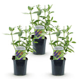 La Green Touch - Planta de Jardim - Buddleja davidii Empire Blue - Arbusto-borboleta - Resistente ao Inverno - Azul - 3 Plantas - Vaso 17cm - Altura 45cm