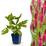 Persicaire amplexicaule rouge - H 15-25 cm, pot Ø11 cm