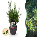 If Hillii pour haie - Taxus x media - 6 plants pour 1 m - H 60 cm, pot Ø17 cm