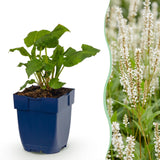 Persicaire Alba - Persicaria amplexicaulis - H 15-25 cm, pot Ø11 cm