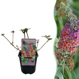 Arbre aux papillons Flower Power - Buddleja davidii - H 30 cm, pot Ø17 cm