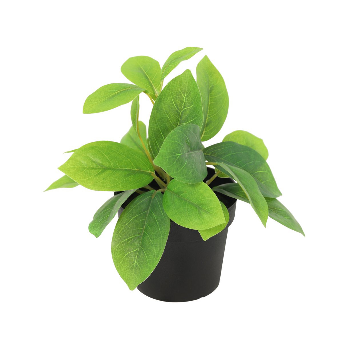 Hoya vert plante artificielle