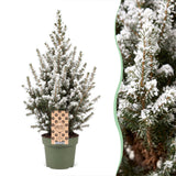 Épicéa nain Conica effet neige - Sapin de Noël vivant enneigé - photo 4