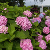 Hortensia Endless Summer The Original rose - Hydrangea macrophylla - H 20-25 cm, pot Ø14 cm - photo 5