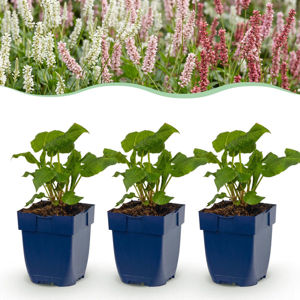 Persicaires en mélange - H 15-25 cm, pot Ø11 cm