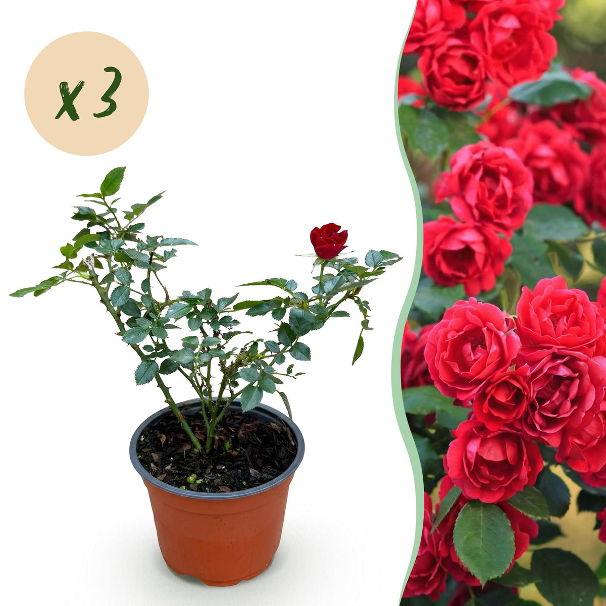 Green boutiQ - Rosa de Jardim - Rosa Rote The Fairy - Rosa - Resistente ao Inverno - Vermelho - 3 Plantas - Vaso 12cm - Altura 20-25cm