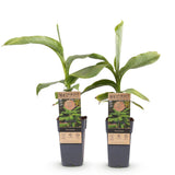 Bananier du Japon - Musa basjoo - 2 plants - H 50 cm, pot Ø15 cm