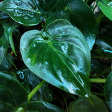 Alocasia Cucullata – Main de Bouddha | Pot 17 cm