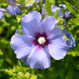 Green boutiQ - Planta de Jardim - Hibiscus syriacus Oiseau Blue - Hibiscus de Jardim - Resistente ao Inverno - Azul - 3 Plantas - Vaso 17cm - Altura 45cm