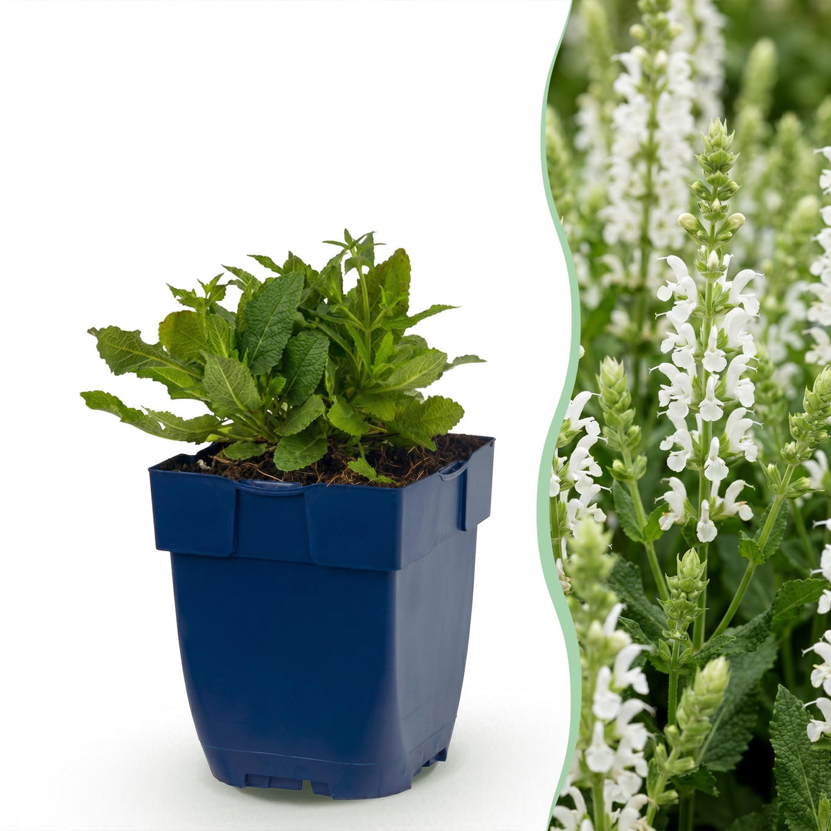 Sauge des bois Schneehügel - H 15-25 cm, pot Ø11 cm
