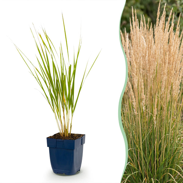 Calamagrostis Karl Foerster - Calamagrostis × acutiflora - H 15-25 cm, pot Ø11 cm
