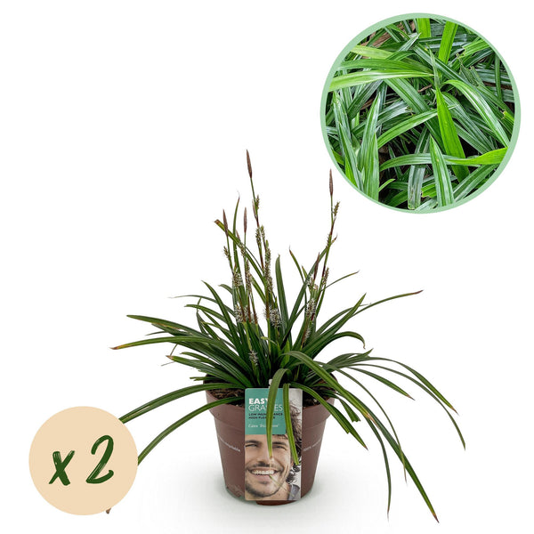 Carex Irish Green - H 50 cm, pot Ø17 cm