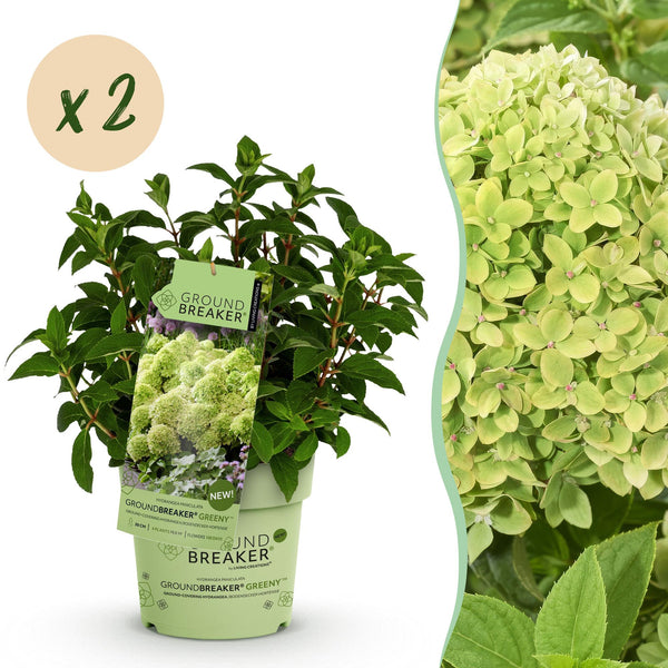Hortensia paniculé Groundbreaker Greeny - H 20-25 cm, pot Ø14 cm