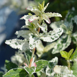 Fusain Harlequin sur tige - Euonymus fortunei - H 90 cm, pot Ø19 cm