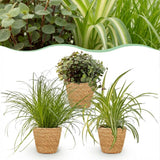 Mix plantes pet-friendly x3 – Cyperus, Callisia, Chlorophytum