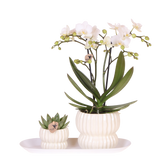 Orchidée Phalaenopsis blanche Blossom Zurich et succulente - coffret Horizon blanc