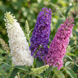 Green boutiQ - Planta de Jardim - Buddleja davidii Tricolour - Arbusto-das-borboletas - Resistente ao Inverno - Azul - Rosa - Branco - 3 Plantas - Vaso 17cm - Altura 45cm