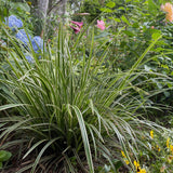 Carex Ice Dance - 4 plants - H 50 cm, pot Ø17 cm