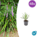 Liriope Ingwersen en godet - Liriope muscari - H 10-25 cm, pot Ø9 cm