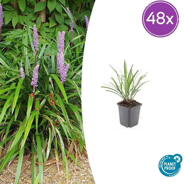 Liriope Ingwersen en godet - Liriope muscari - H 10-25 cm, pot Ø9 cm