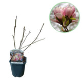 Magnolia de Soulange - fleurs rose pâle - H 45 cm, pot Ø17 cm