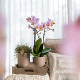 Orchidée blanche Blossom Zurich et succulente en cache-pot double Tube sable - H 40 cm