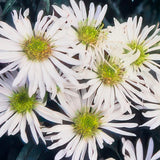 Aster ageratoides Ashvi en godet - Aster blanc - H 10-25 cm, pot Ø9 cm - photo 5