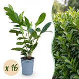 Kit haie Laurier-cerise Caucasica - H 25-35 cm, pot Ø9 cm