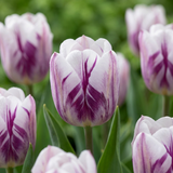 Tulipe triomphe Flaming Flag - 60 bulbes