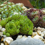Joubarbe Big Sam - 8 plants - H 17 cm, pot Ø14 cm