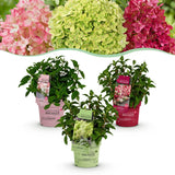 Green boutiQ - Planta de Jardim - Hydrangea panniculata Groundbreaker Blush - Greeny - Ruby - Hortênsia Paniculada - Compacta - Rosa-Verde-Vermelho - 3 Plantas - Vaso 14cm - Altura 20-25cm