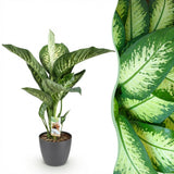 Dieffenbachia Tropic Snow | Pot 17 cm