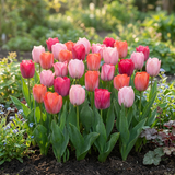 Tulipe Positive Vibe en mélange
