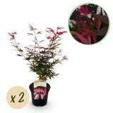 Érables du Japon Shaina - 2 plants - H 70 cm, pot Ø19 cm