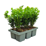 Buis NewGen Freedom en godet - 72 plants - H 15 cm, pot Ø7 cm