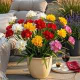Freesia double en mélange - calibre 5/+
