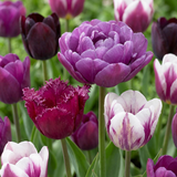 Tulipe Blueberry en mélange, grand lot - 280 bulbes