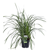 Carex morrowii Ice Dance - Laîche panachée - H 30 cm, pot Ø14 cm