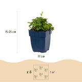 Campanule Lisduggan Variety - H 15-25 cm, pot Ø11 cm