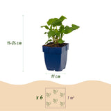 Persicaire Alba - H 15-25 cm, pot Ø11 cm