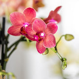 Orchidée rouge Blossom Congo et 2 succulentes en cache-pots Berry rouges - H 40 cm